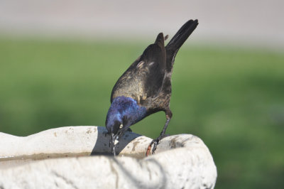 Washing seed