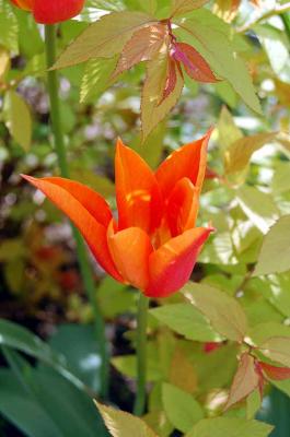 Bright Orange Tulip