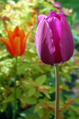 Purple and Orange Tulips
