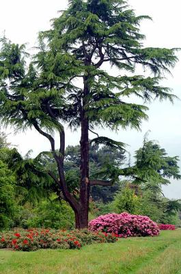 Kew Gardens