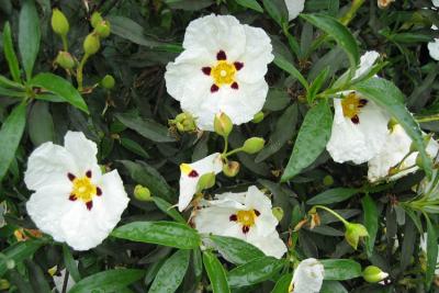 Rock Rose (Cistus)