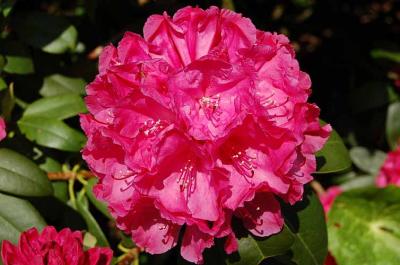 g4/32/633432/3/60331219.AnotherRhododendron.jpg