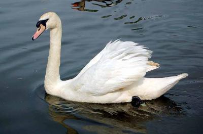 Swan 8