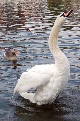 Swan 9