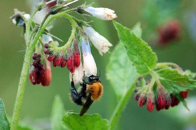 g4/32/633432/3/60339249.Bee.jpg