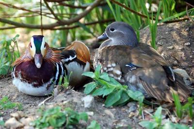 Mandarin Ducks
