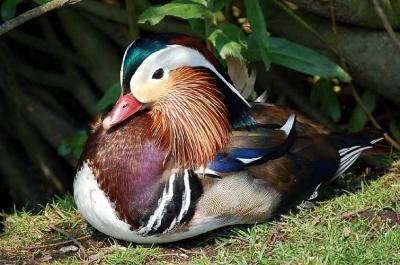Mandarin Duck