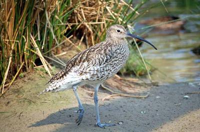 Curlew 1