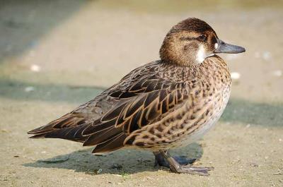 g4/32/633432/3/60370504.BrownDuck.jpg