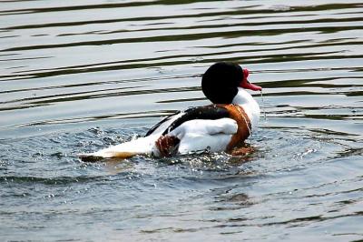 g4/32/633432/3/60372325.CommonShelduck.jpg
