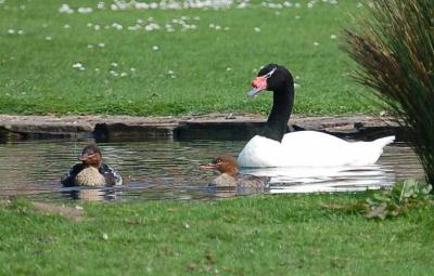 Black-necked Swan