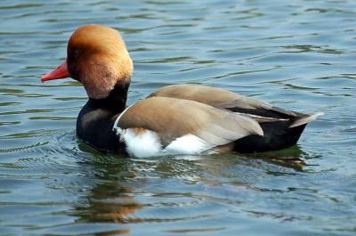 Red-Crested Pochard