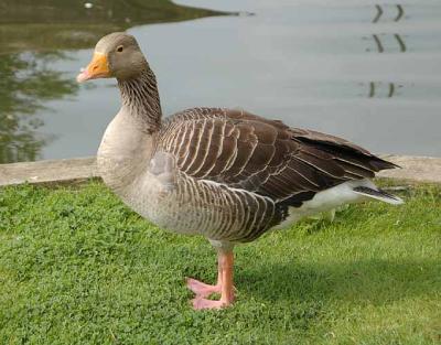 Greylag Geese