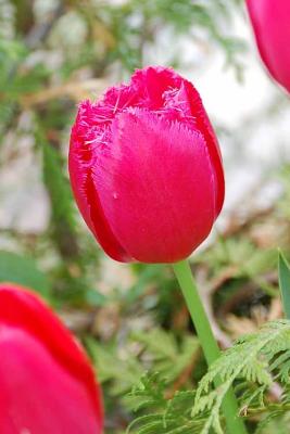 Pink Fringed Tulip