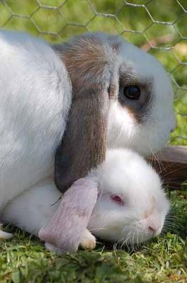 Mother and Baby Bunny