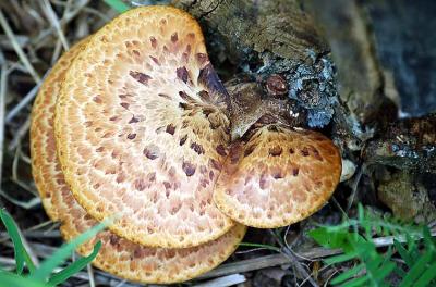 Fungi Polyporus squamosus