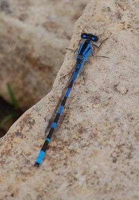 Damselfly - Tule Bluet