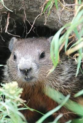 Groundhog peeping from hole