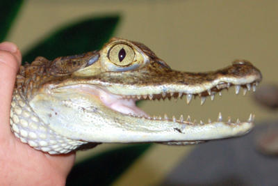 Caiman