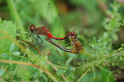 Dragonflies mating 1