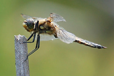 Dragonfly 8