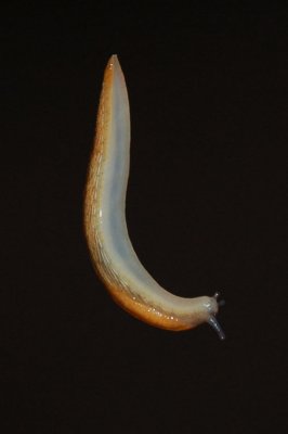 Slug - Hanging by a thread