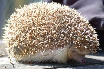 Hedgehog 6