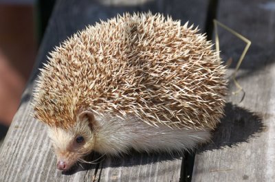 Hedgehog 8