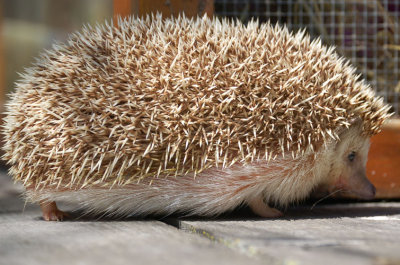 Hedgehog 9