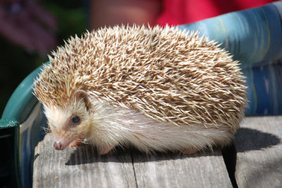Hedgehog 10