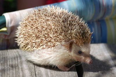 Hedgehog 11