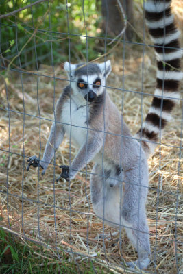 Ring-Tailed Lemour