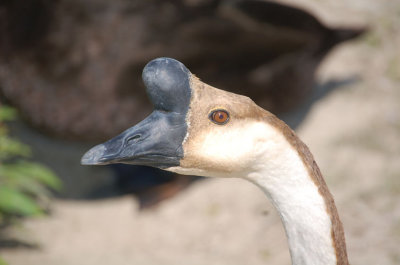 Chinese Goose head