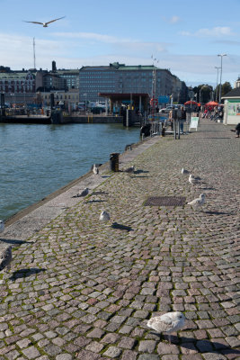 Cobblestones and seagulls