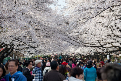 Cherry Blossom at Ueno Park