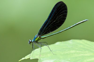 _MG_9909.jpg