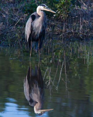 Great blue heron reflection