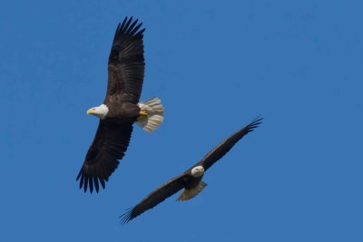 _MG_2443.jpg