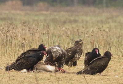 Immature bald eagles sharing a meal with turkey vultures