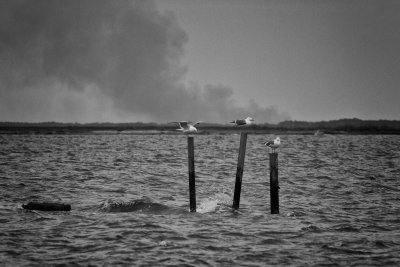 Site of Last House on Holland Island