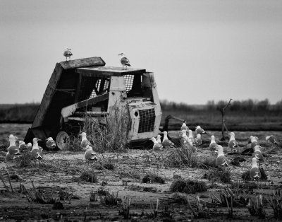 Bobcat-Holland Island