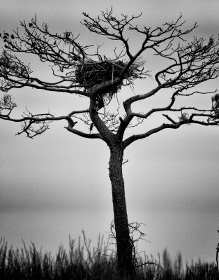 Eagles Nest--Holland Island