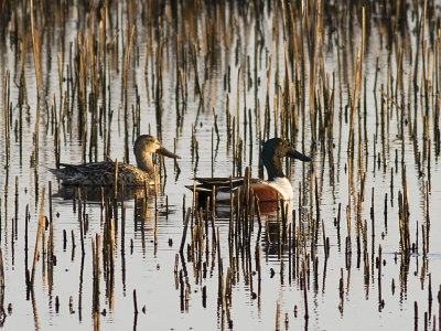 Northern Shoveler