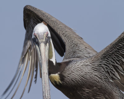 Pelicans
