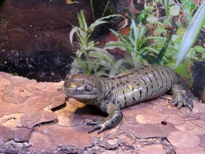 Second salamander