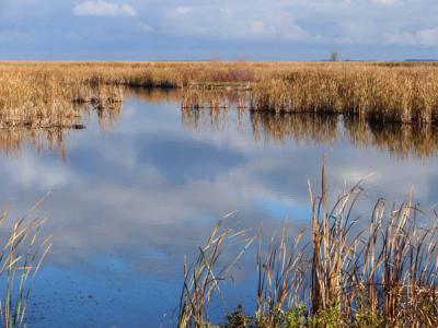 Peaceful ponds