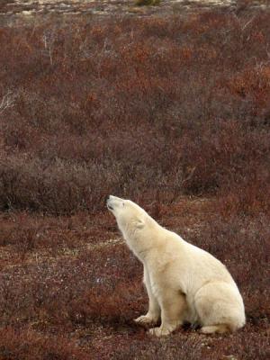 Coyote bear