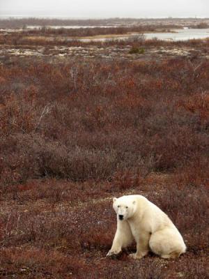 Tundra colors