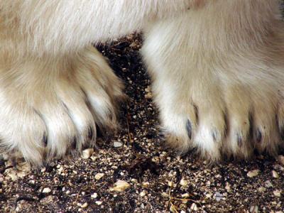 Bear feet