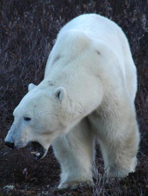 Polar Bears